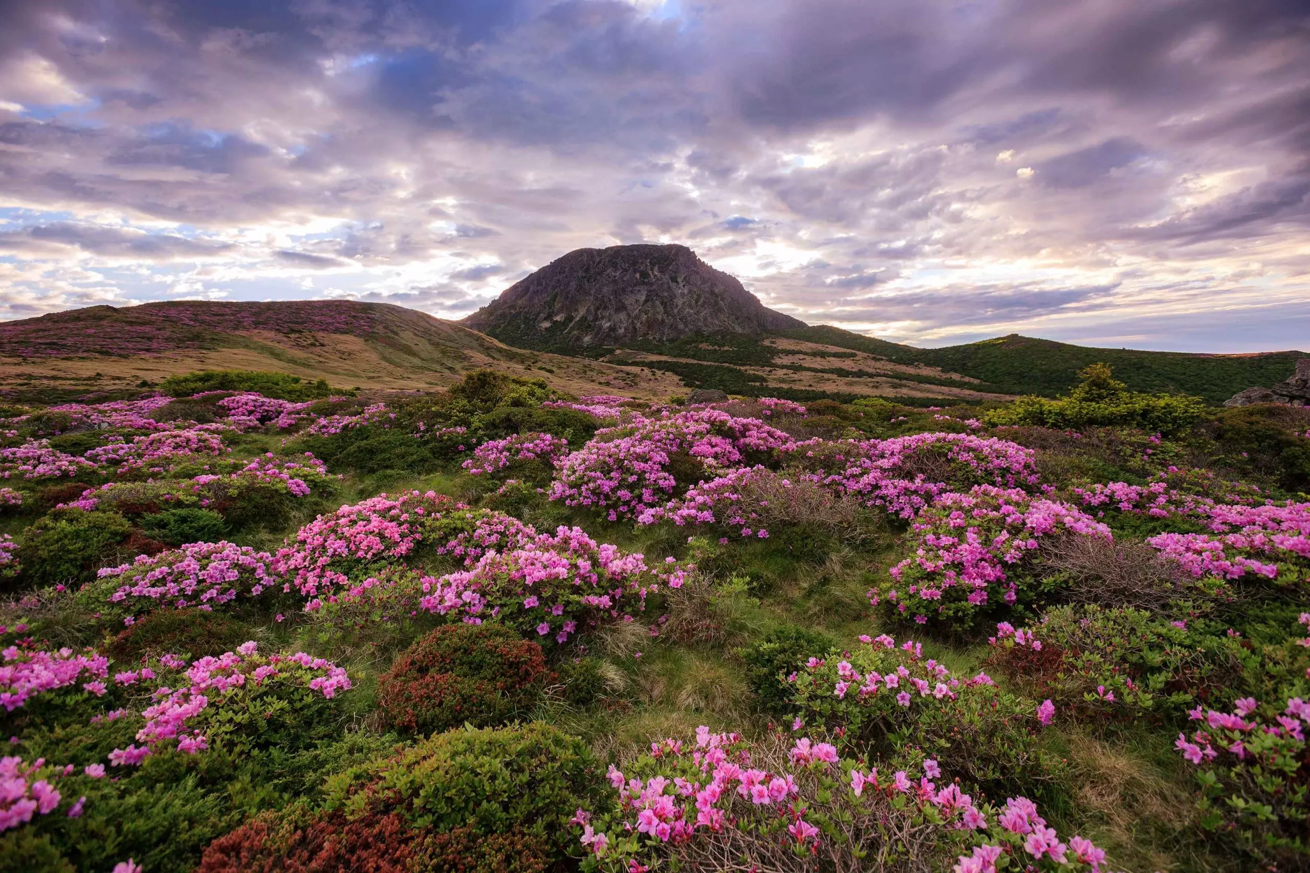 Spring in Hallasan Mountain in Corea del Sud