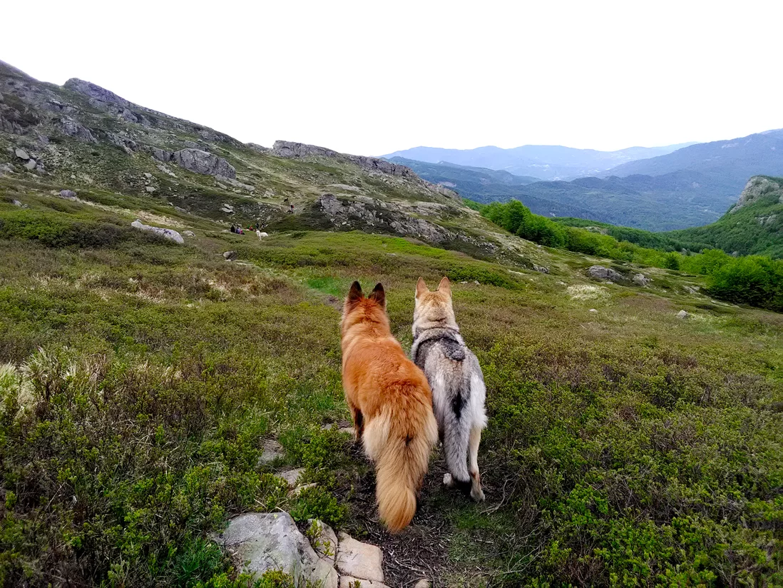 2 amici a 4 zampe durante i cammini con il cane nel parco dei Cento Laghi in Emilia Romagna