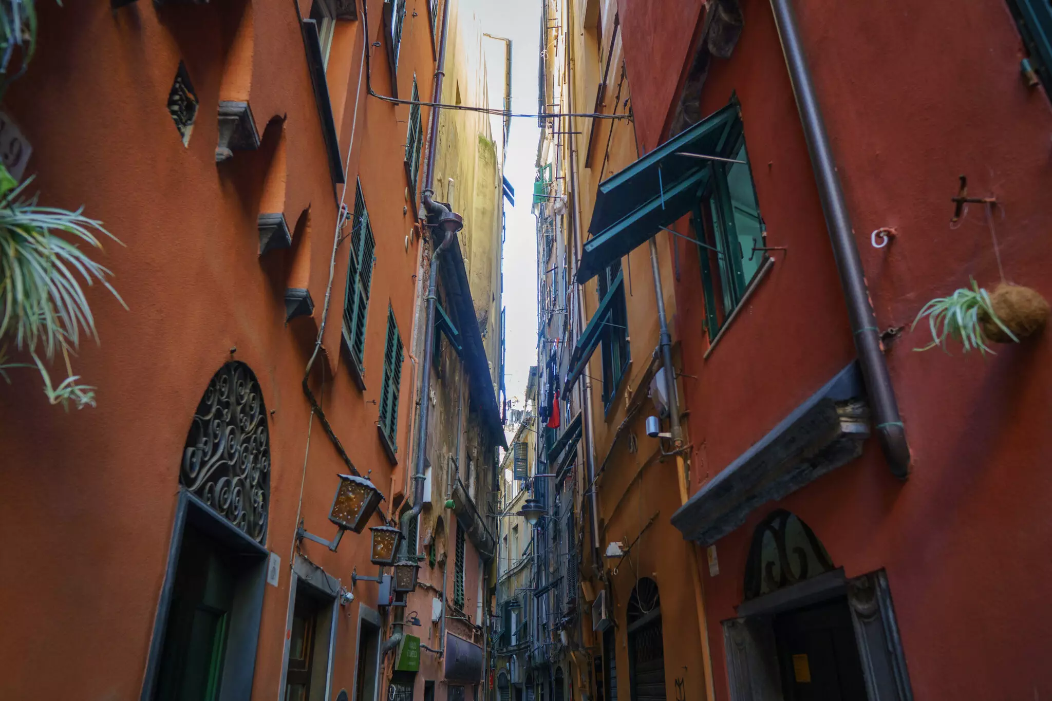 Col naso all'insù in uno dei caruggi di Genova ad inseguire il viaggio dei cavallucci marini verso Taranto