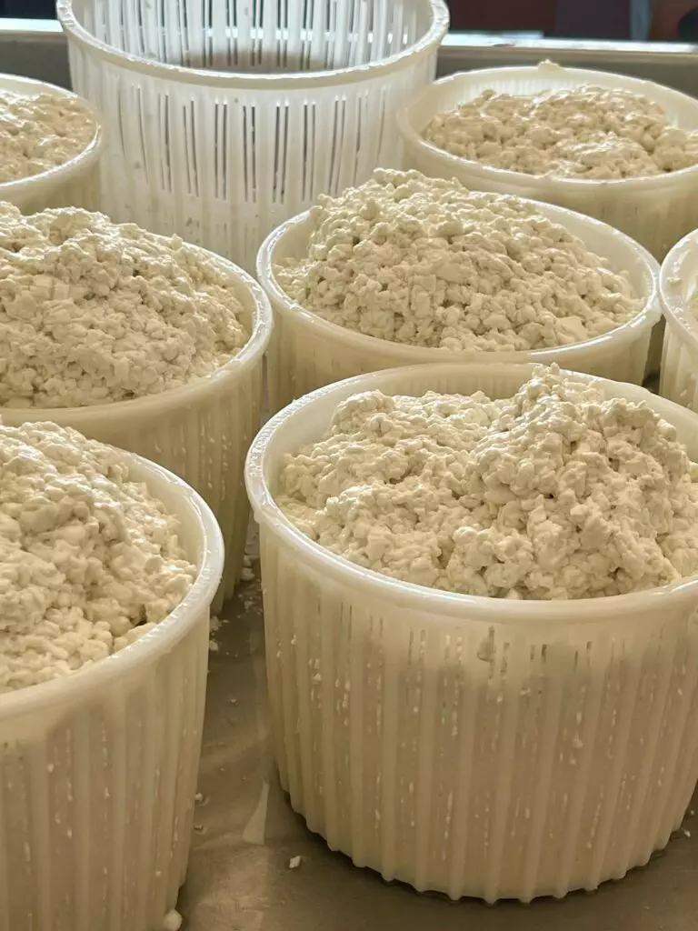 Fuscelli di Gentil Canestrato di Masseria Pavoni
