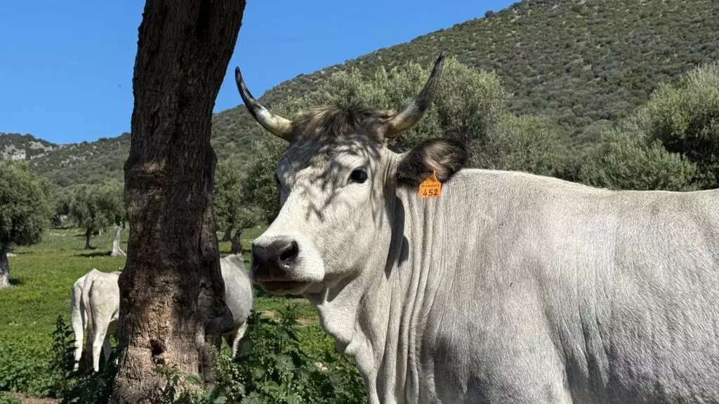 Vacche podoliche a Masseria Paglicci a Rignano sul Gargano